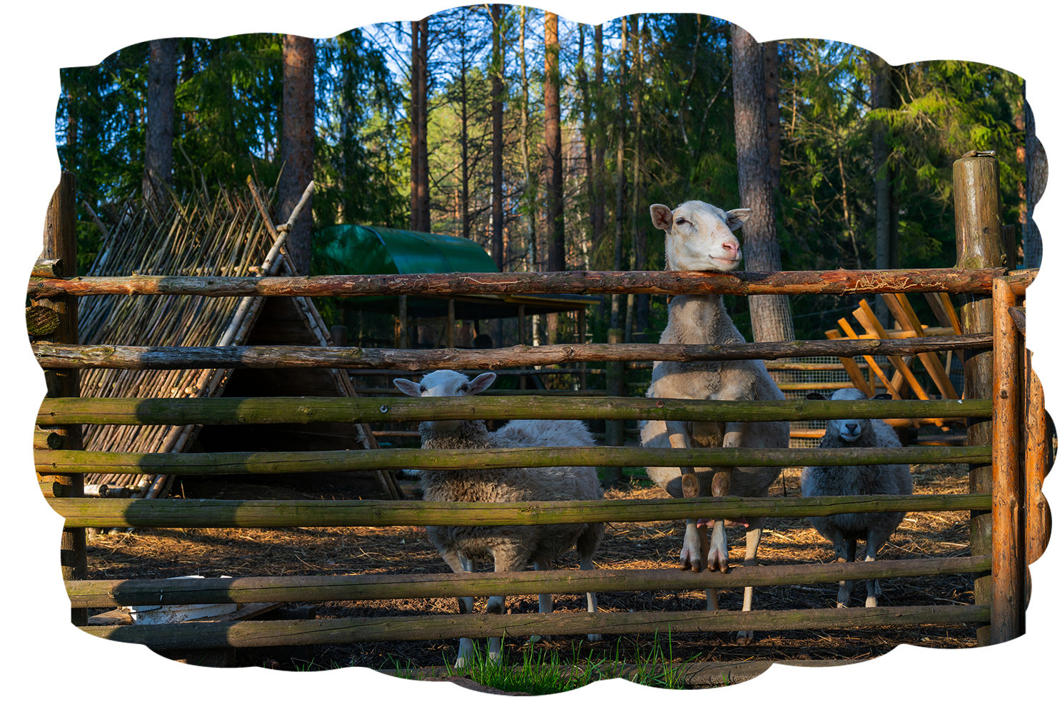 fences for animals